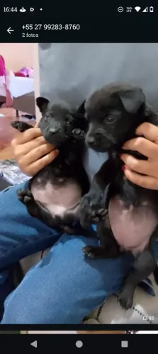 Cãesinhos
