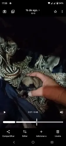Vendo filme de Pug