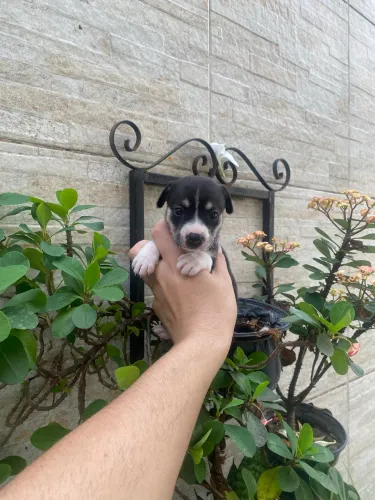 Chiuaua com pincher