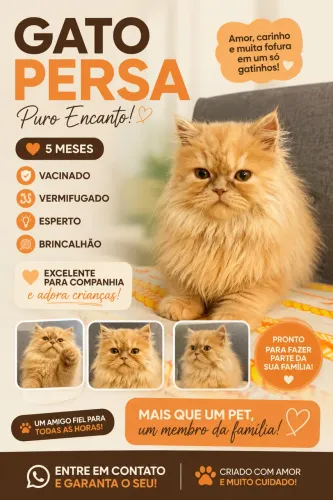 Gato Persa Filhote c/ 5 meses - Parcelo até 12x com Juros Máquina 