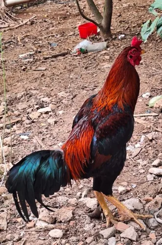 Galo índio