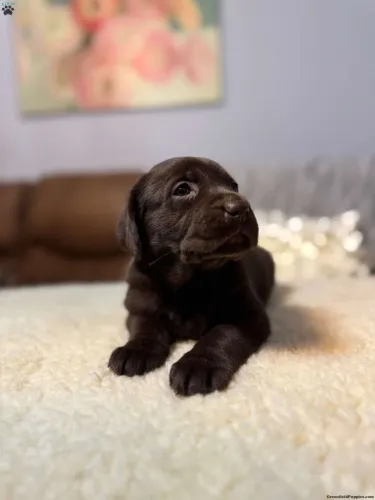 Entregamos ainda hoje | Labrador Chocolate, preto e caramelo 