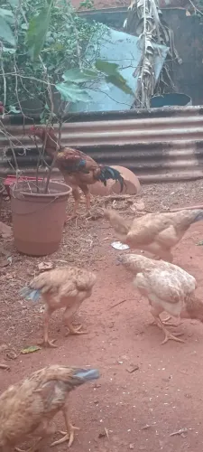 Vende-se galinhas e frango caipira 