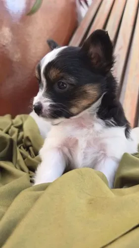 Filhote Papillon 