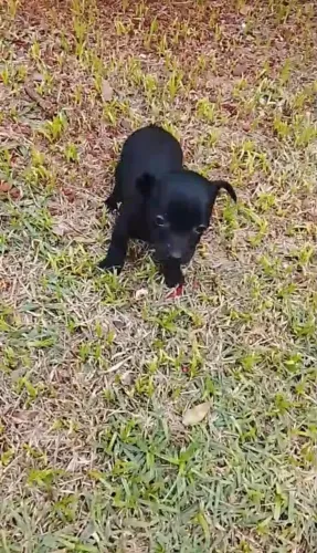 Pincher machinho disponível