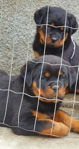 Rottweiler alemão Porte gigante 
