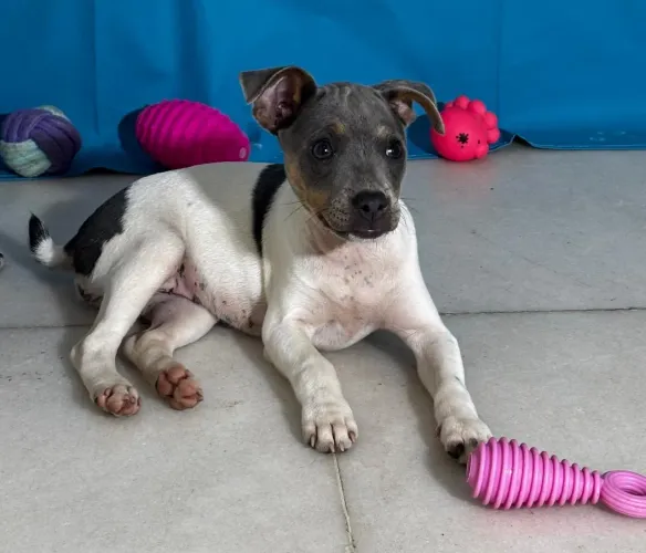 FOX paulistinha com pedigree CBKC - Terrier brasileiro puro filhote 