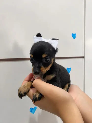 Lindos Filhotes de Pinscher Fêmeas e Machos!