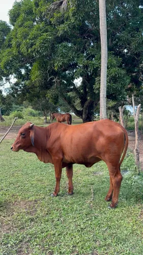 Novilha Sindi