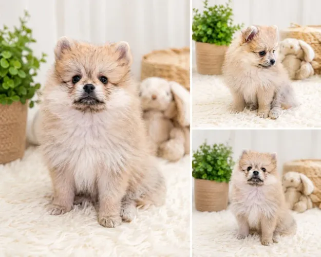 Filhote macho lulu da Pomerânia 