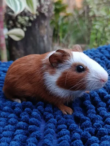 Filhote Porquinhos da Índia
