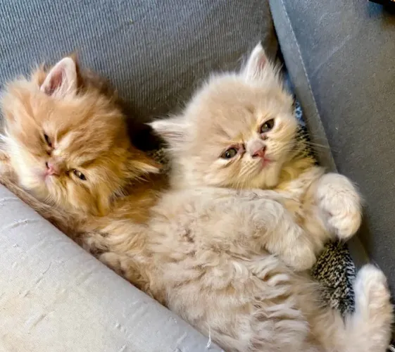 Gatos persa
