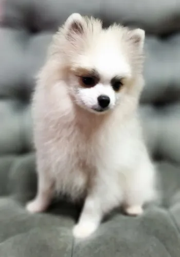 Lulu da Pomerania macho anão 