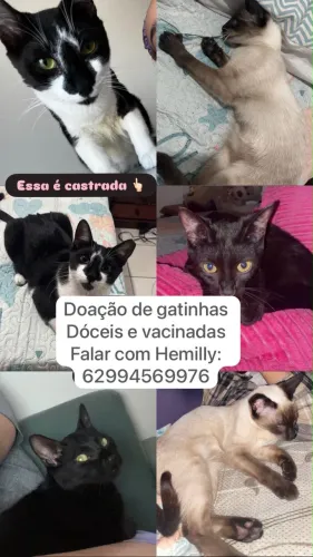 Doação de 3 gatinhas 
