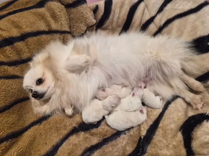 Lulu da Pomerânia Fêmeas!