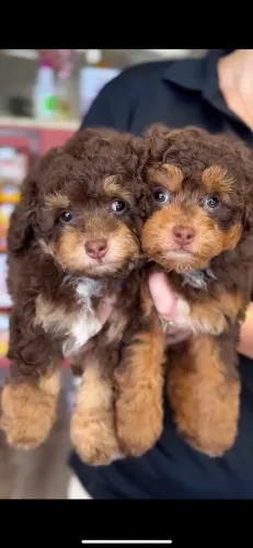 Poodle