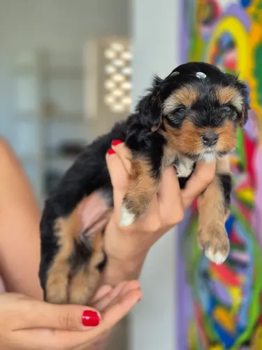 Lindos Filhotes de Yorkshire Terrier