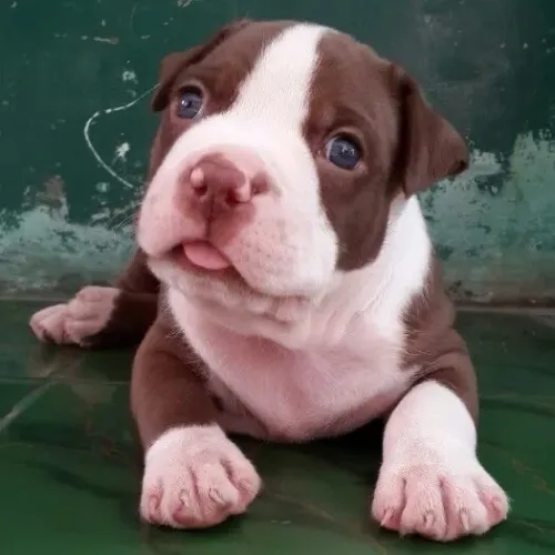 Pitbull - Um Dog Que Vai Preencher Seus Dias Com Carinho 