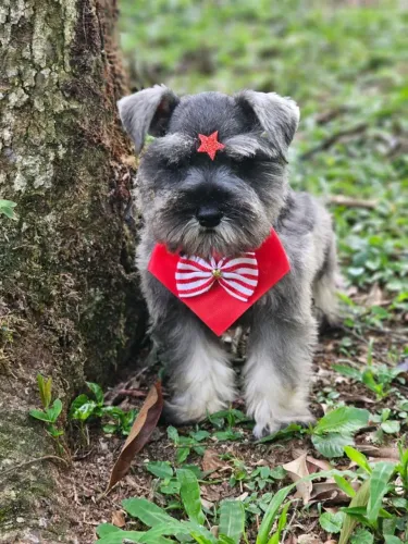 Schnauzer Miniatura | Entrega em Londrina dia 03/02