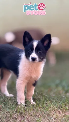 Border collie fêmea