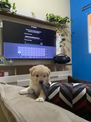 Vende-se filhote de chow chow 