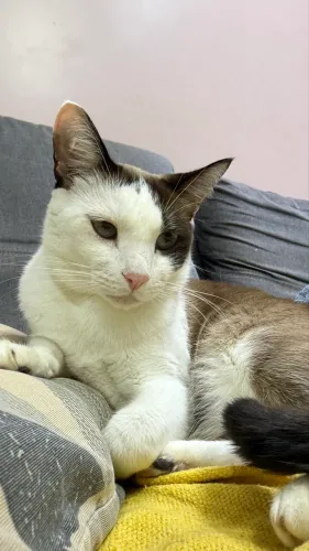 Adoção Gatinho