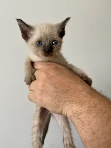 Adoção de filhotes de gato