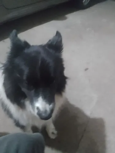 Border Collie 