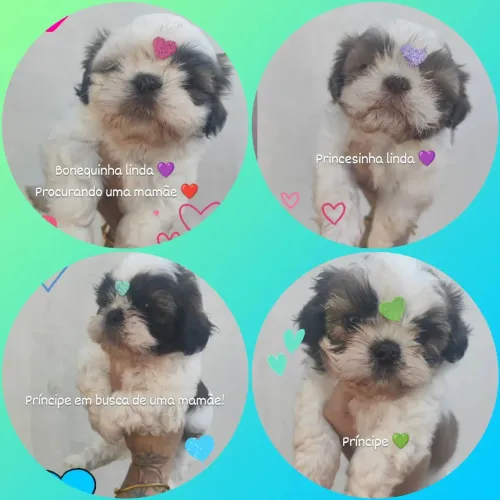 Filhotes de shih Tzu 
