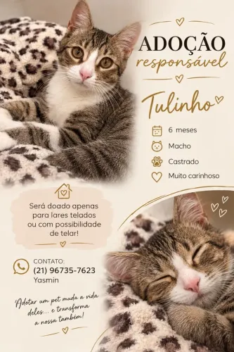 Adoção responsável - gato