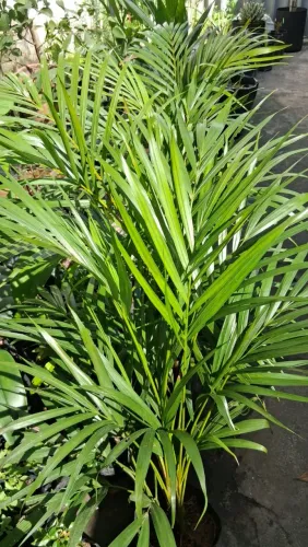 Muda de Palmeira Areca Bambu