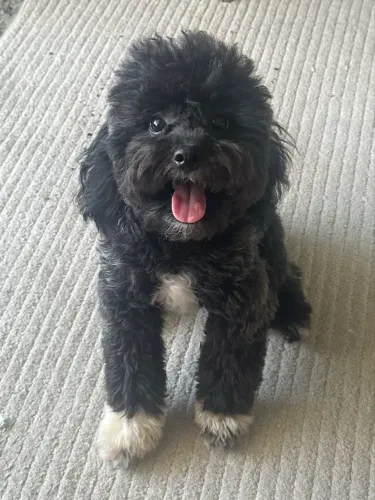 Poodle Fêmea