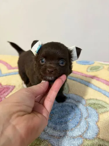 Chihuahua