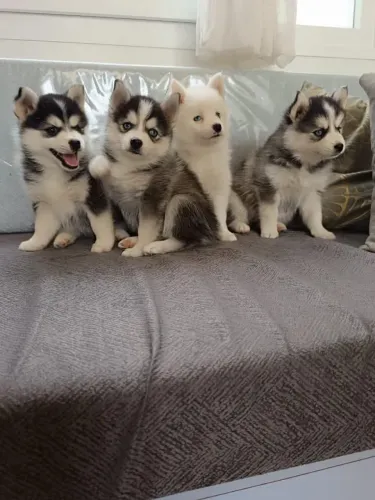 Husky wooly siberiano peça já o seu pet //