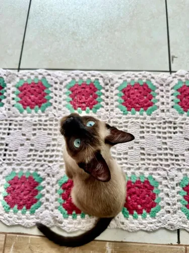 DOAÇÃO Gato Siamês Belém-PA