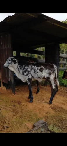 Bezerra Girolando