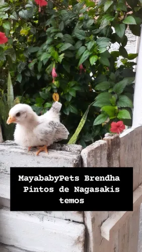  Nagasaki = Somente os pintos