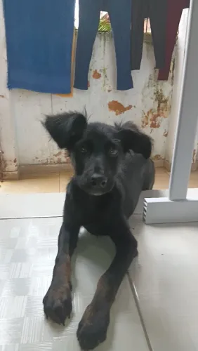 Cachorro pra adoção