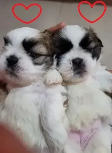 Cachorro maltês com shitzu caminha brinde fofos zap 85 99629.3794