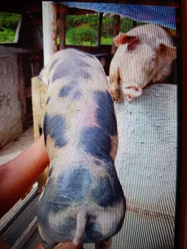 Híbridos Piatã p.o