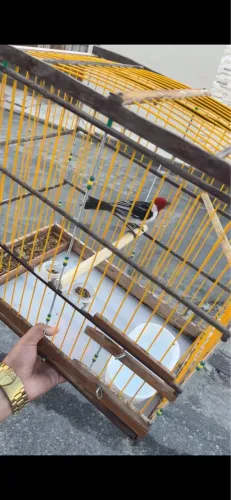 APENAS GAIOLA