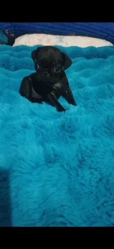 pug preta