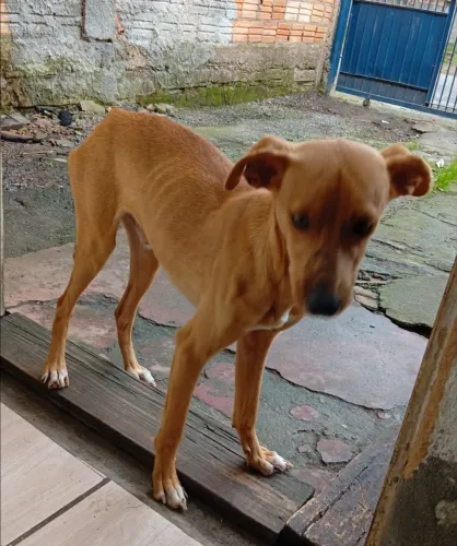 Cachorrinho pra adoção 