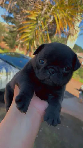 PUG fêmea Preta