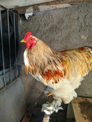 Galo Brahma Lemon, jovem e saudável 