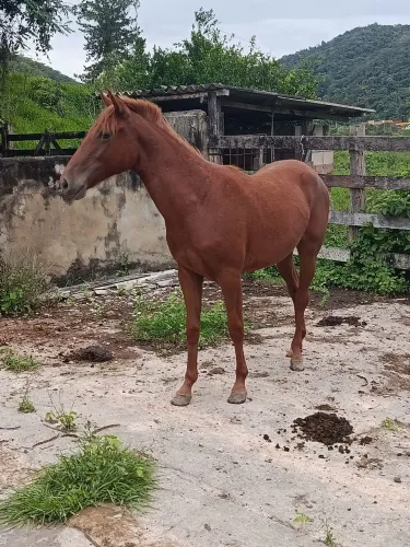 Potra mestiça quarto milha 