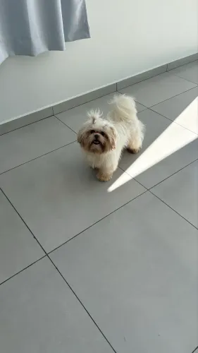 Shih Tzu
