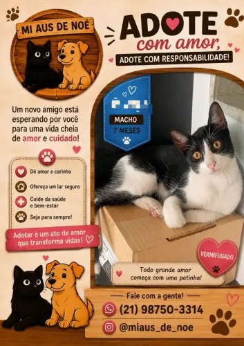 Gato para adoção 