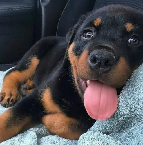 Rottweiler Histórias que começam com um latido