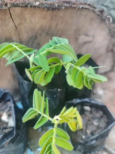 Muda de tamarindo 